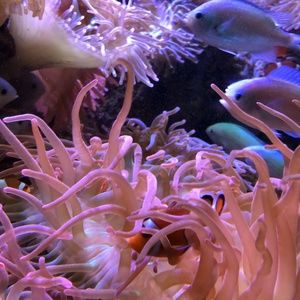 Meet your Posher, Janna